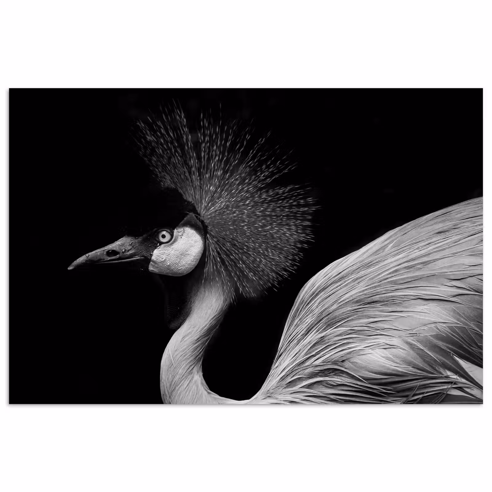 Poster - Kraanvogel - Zwart - Wit - Vogel - Dieren — 1