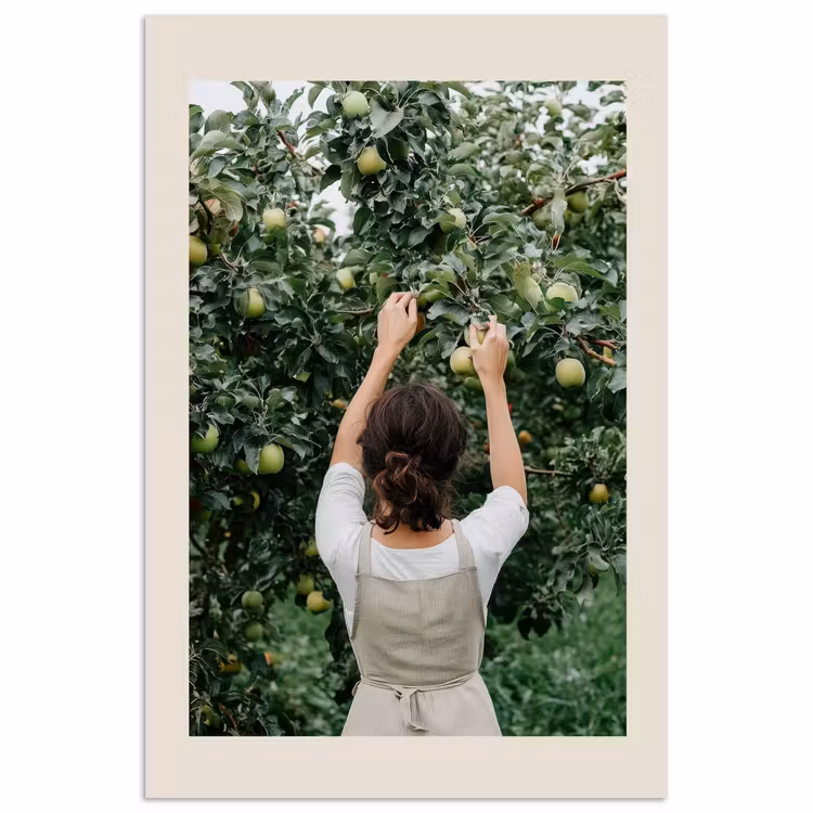 Poster - Boom - Appels - Plukken - Natuur — 1