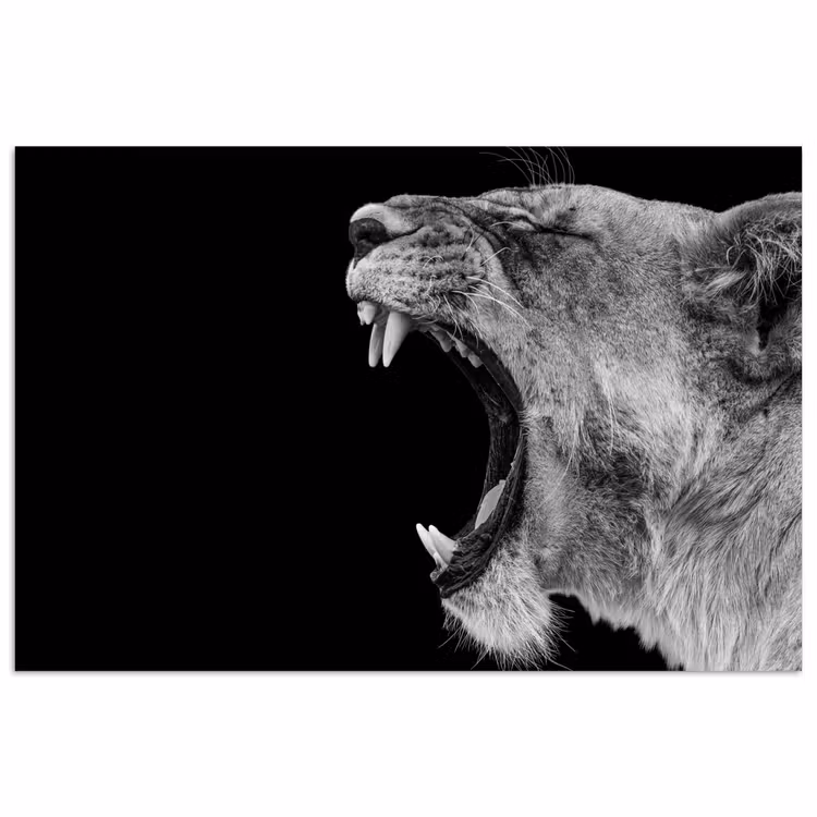 Poster - Dieren - Leeuw - Zwart - Wit - Portret — 1