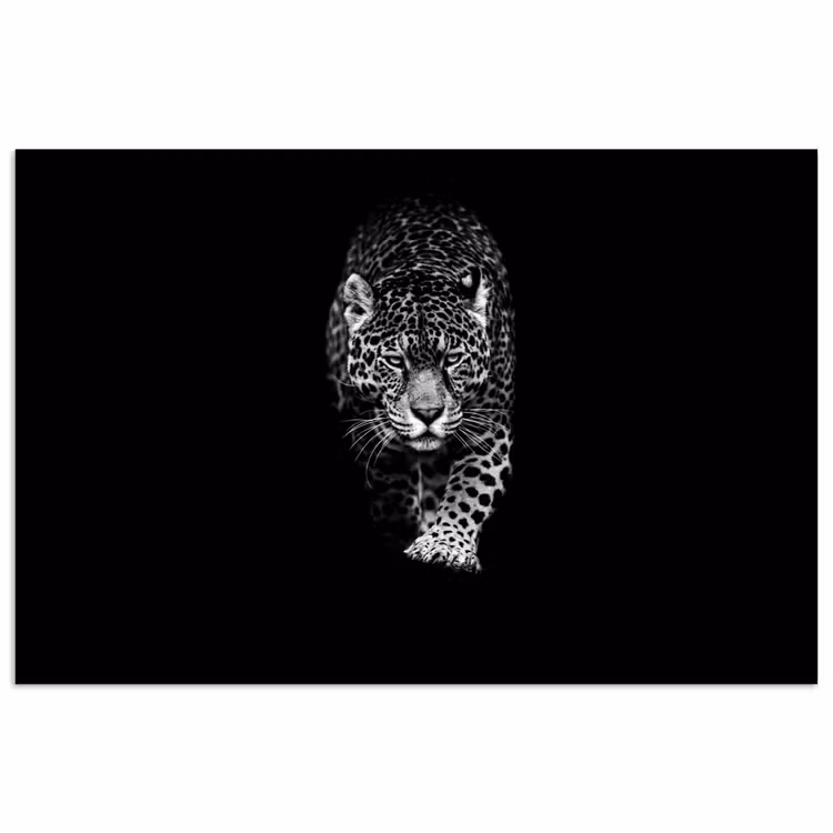 Poster - Dieren - Zwart - Luipaard - Wit - Wild — 1