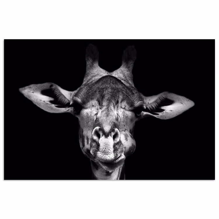 Poster - Giraffe - Portret - Dieren - Zwart - Wit — 1