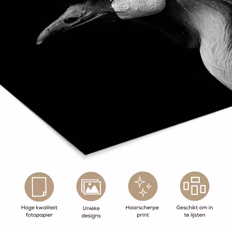 Poster - Kraanvogel - Zwart - Wit - Vogel - Dieren — 5