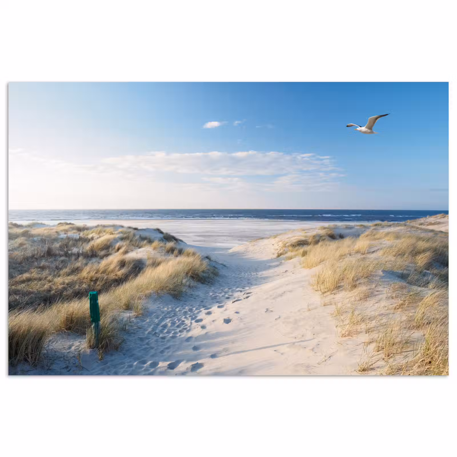 Poster - Duin - Meeuw - Strand - Zee - Zon — 1