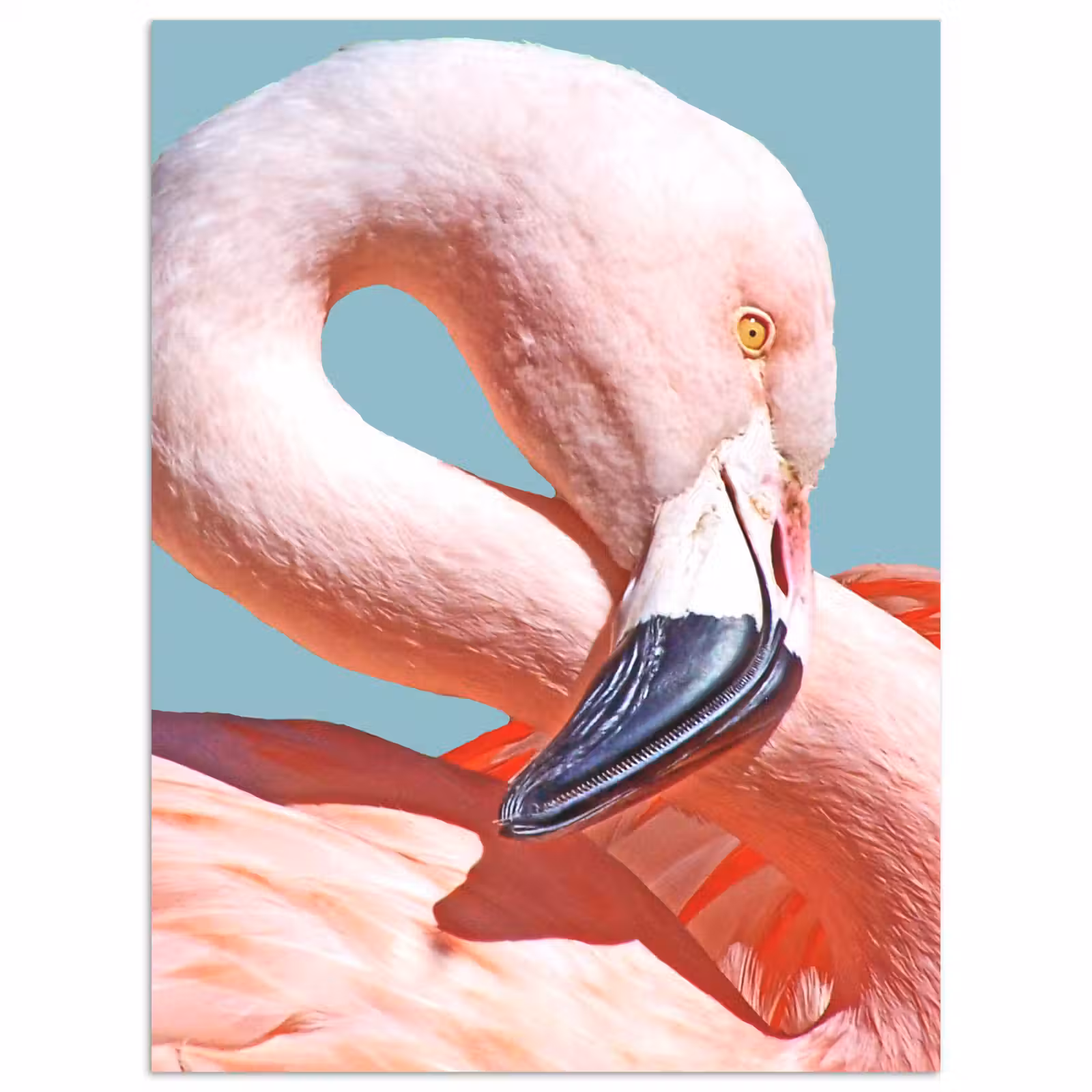 Poster - Close-up flamingo — 1