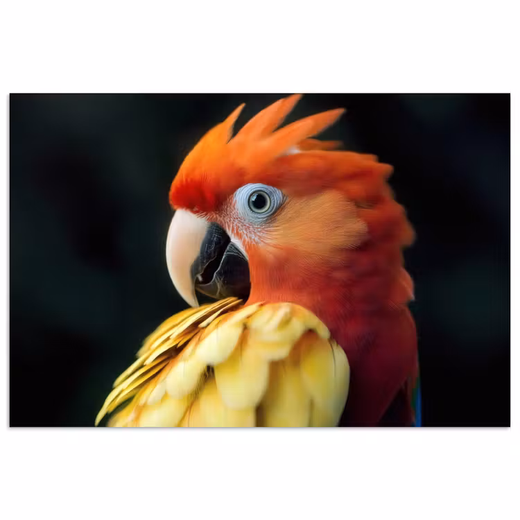 Poster - Close-up - Papegaai - Veren - Oranje — 1