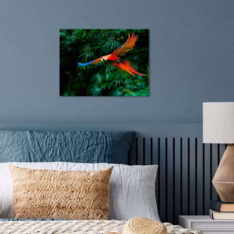 Poster - Kleurrijke papegaai is aan het vliegen — 3