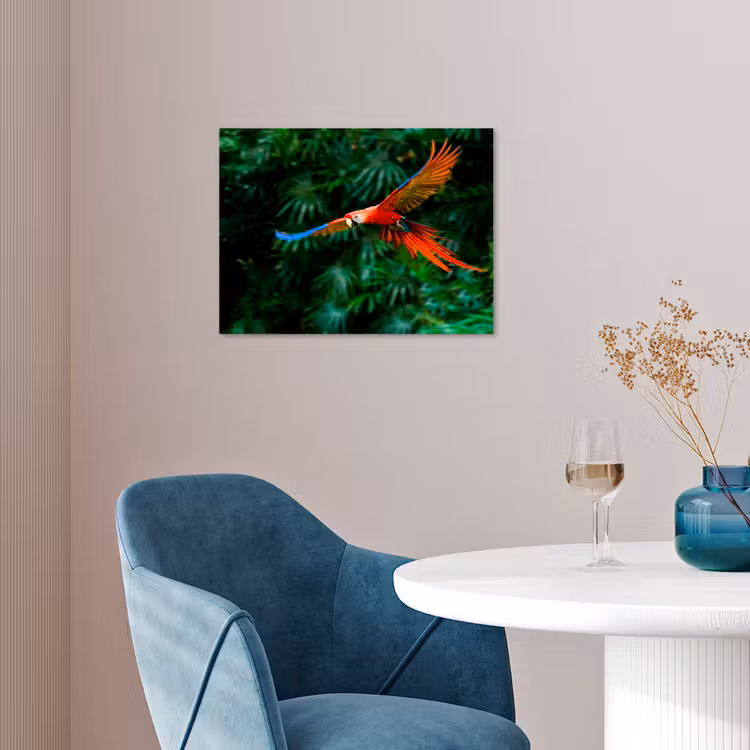 Poster - Kleurrijke papegaai is aan het vliegen — 4