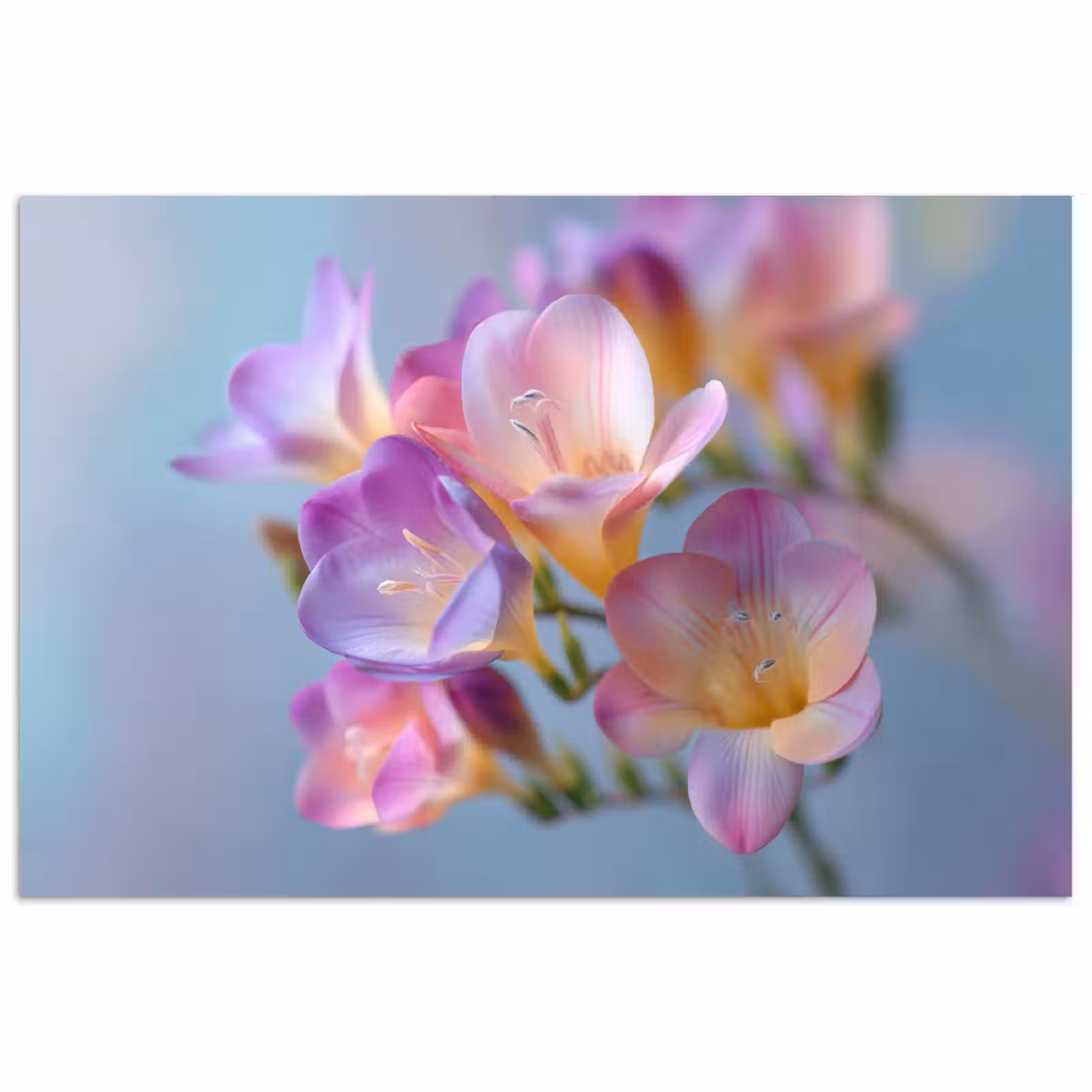 Poster - Bloemen - Paars - Overloop - Meeldraden — 1
