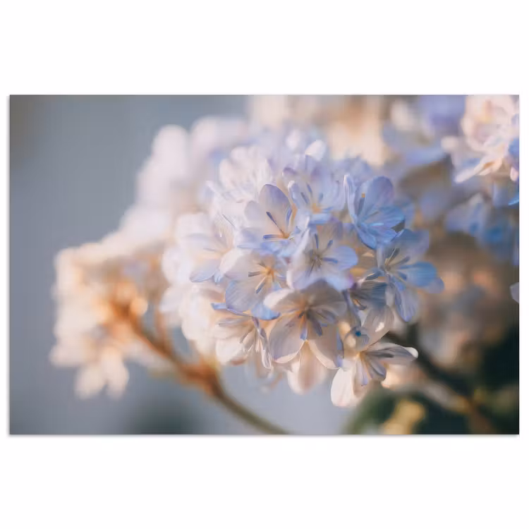 Poster - Bloemen - Lichtblauw - Wazig - Trosje — 1