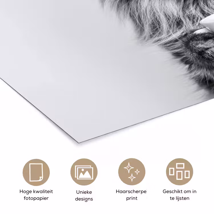 Poster - Kat - Bril - Mok - Pluizig — 5