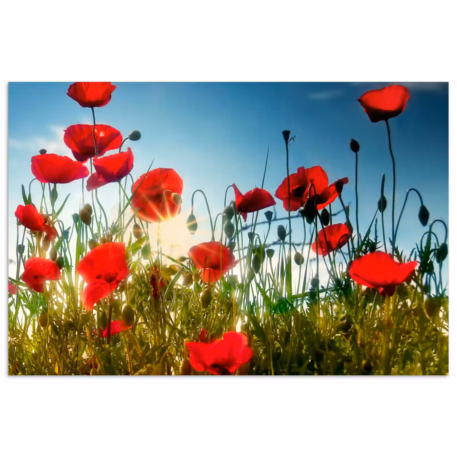 Poster - Klaprozen - Toscane - Zon - Rood - Blauw — 1