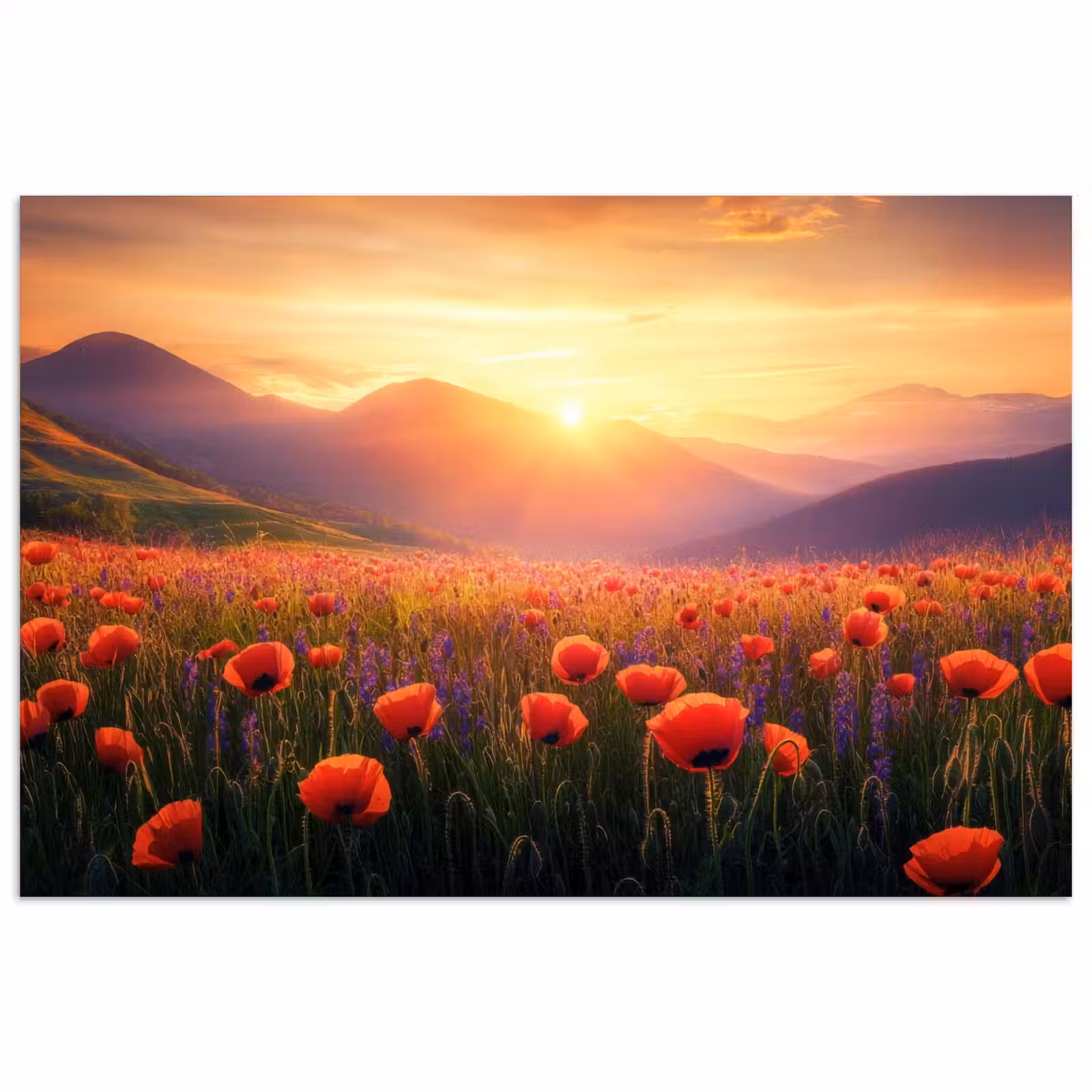 Poster - Landschap - Zonsondergang - Bloemenveld — 1