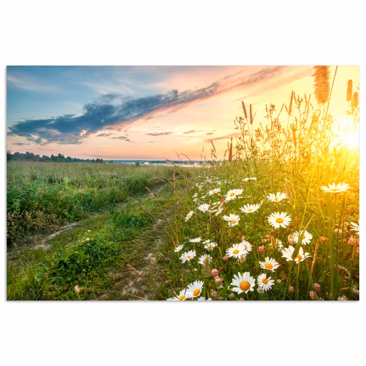 Poster - Bloemen - Madelief - Natuur - Zon - Horizon — 1
