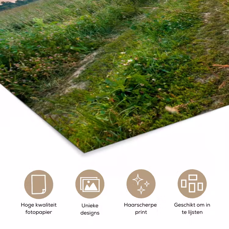 Poster - Bloemen - Madelief - Natuur - Zon - Horizon — 5