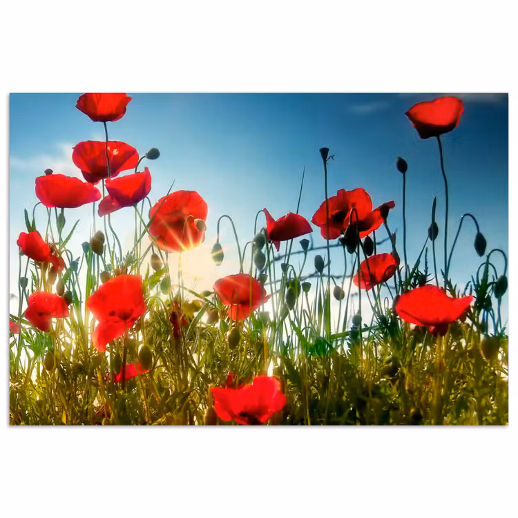 Poster - Klaprozen - Toscane - Zon - Rood - Blauw — 1