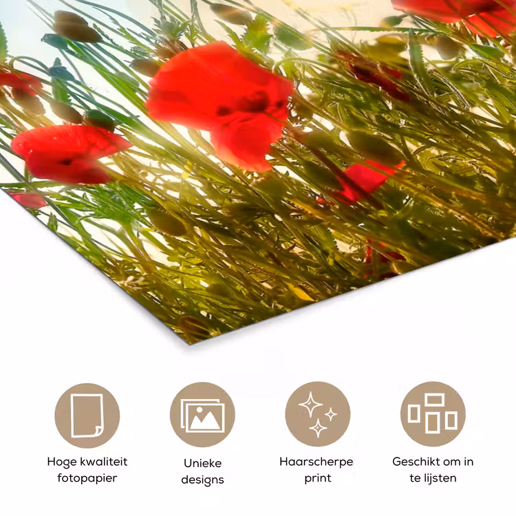 Poster - Klaprozen - Toscane - Zon - Rood - Blauw — 5