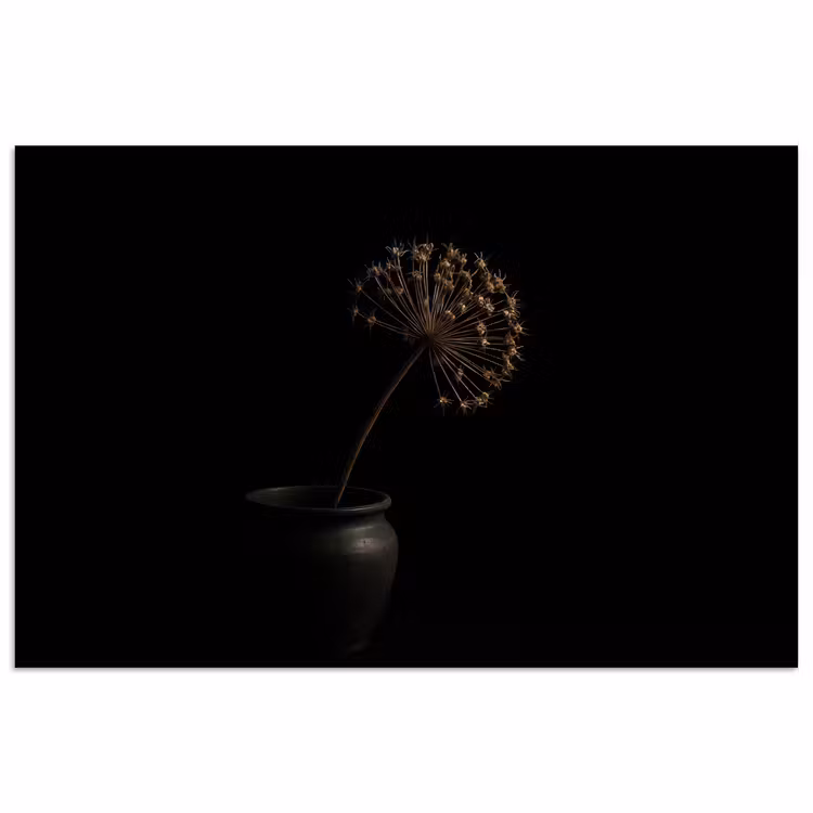 Poster - Bol - Gedroogd - Vaas - Zwart — 1
