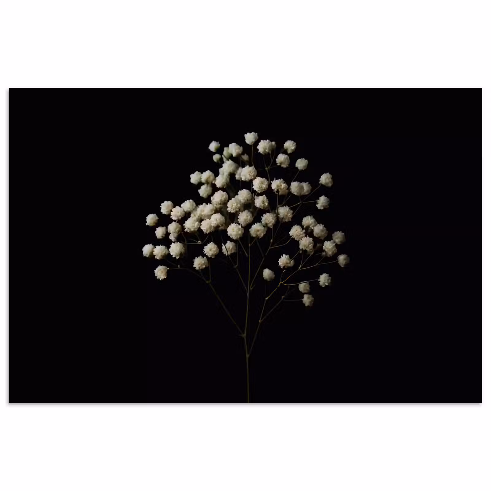 Poster - Gipskruid - Bloemetjes - Wit - Minimalistisch — 1