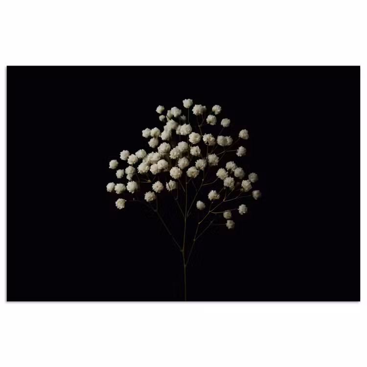 Poster - Gipskruid - Bloemetjes - Wit - Minimalistisch — 1