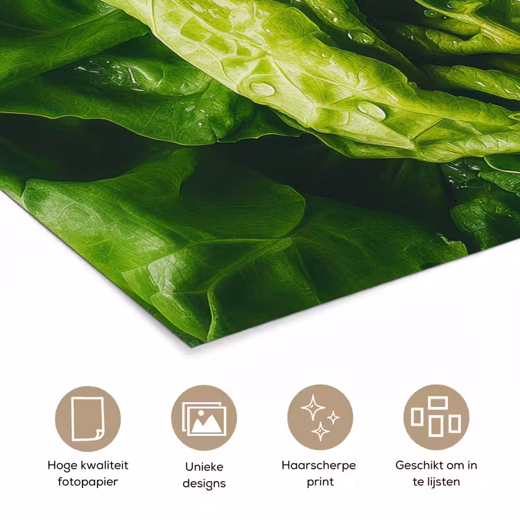 Poster - Groente - Sla - Groen — 5