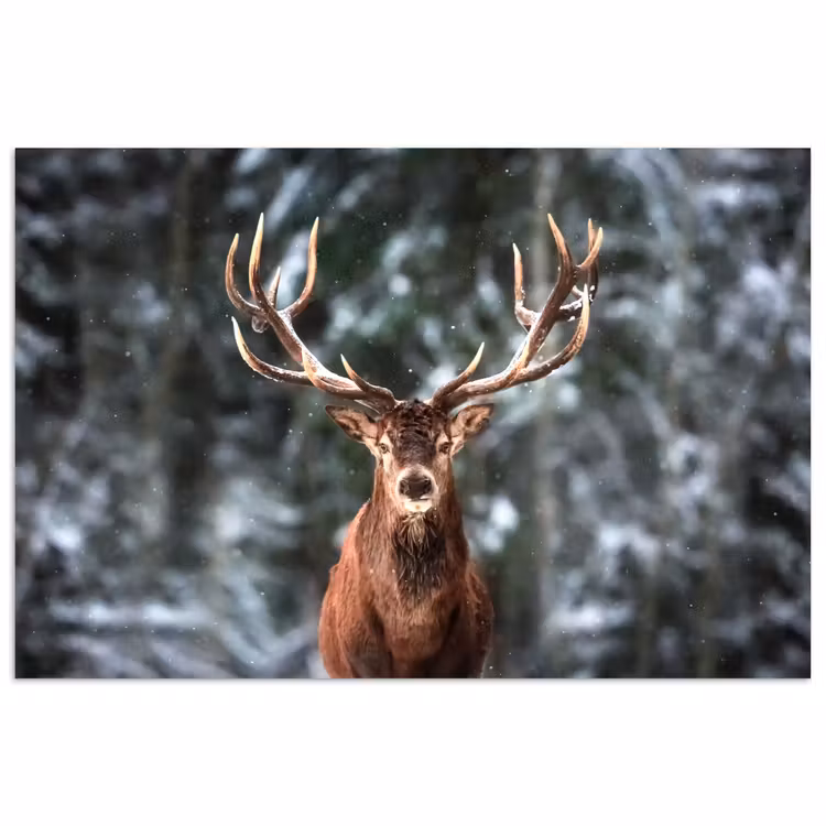 Poster - Hert - Winter - Sneeuw - Bos - Natuur - Dier — 1