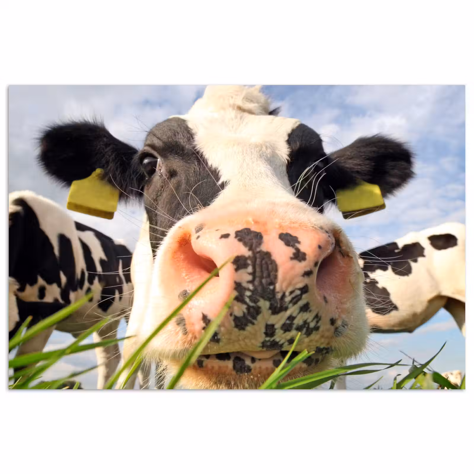 Poster - Koe - Boerderij - Gras - Dieren — 1