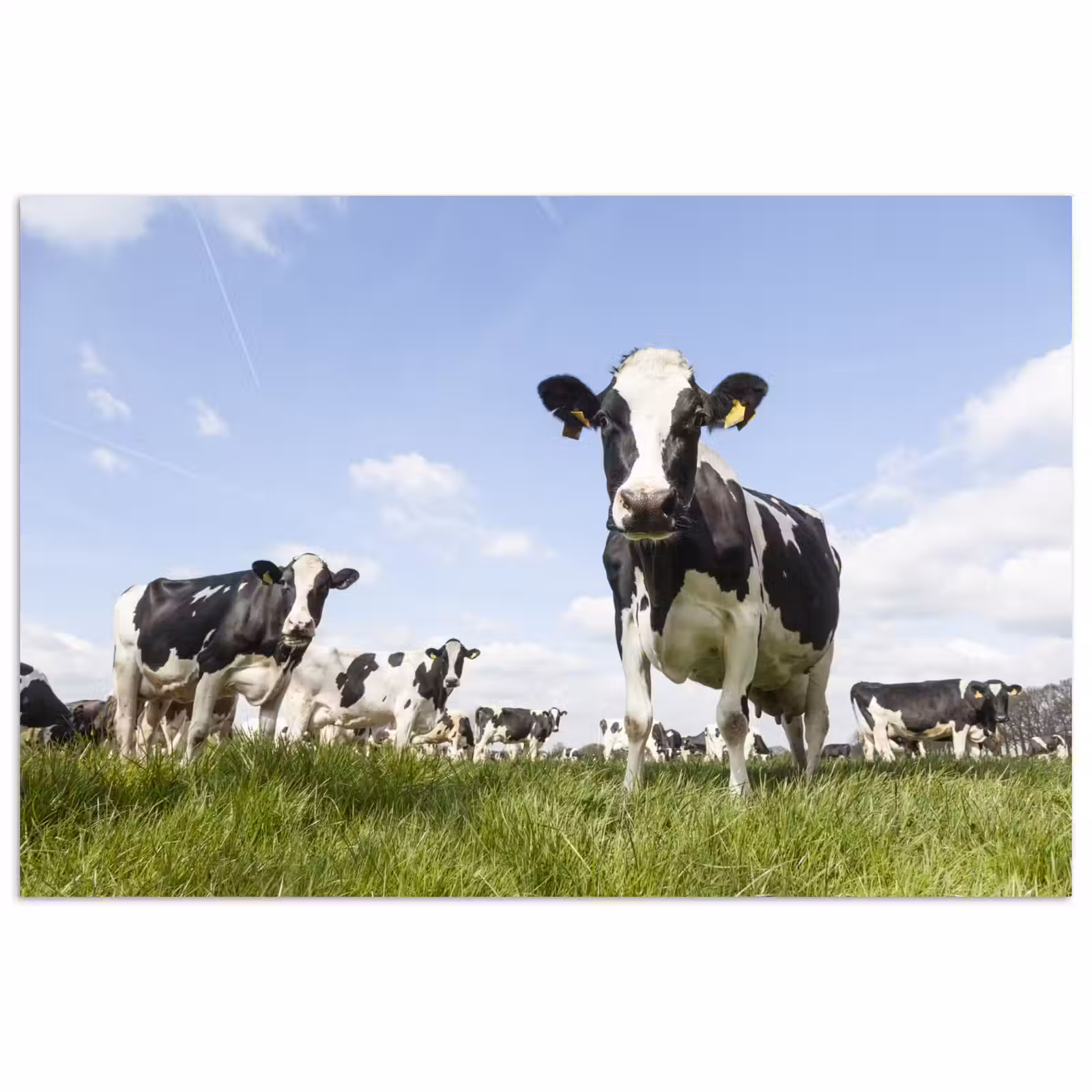 Poster - Koeien - Gras - Dieren - Zon - Boerderij — 1