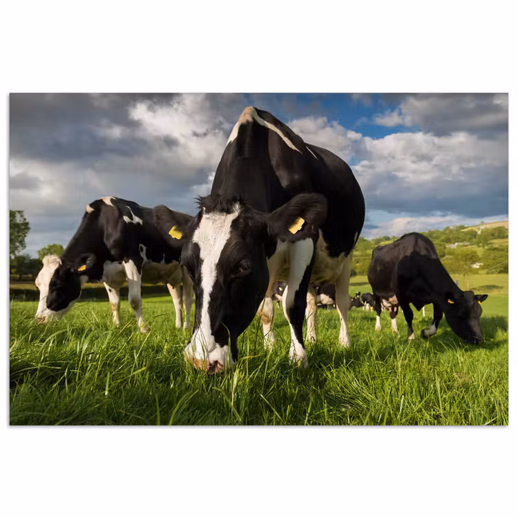 Poster - Koeien - Dieren - Gras - Weiland - Boerderij — 1