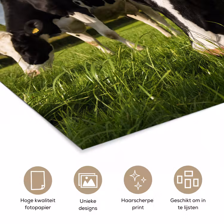 Poster - Koeien - Dieren - Gras - Weiland - Boerderij — 5