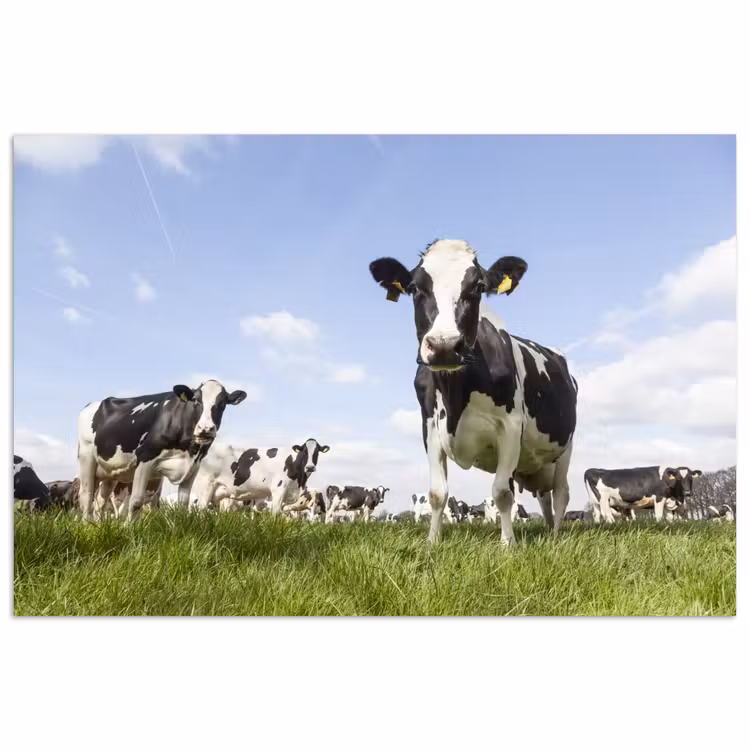 Poster - Koeien - Gras - Dieren - Zon - Boerderij — 1