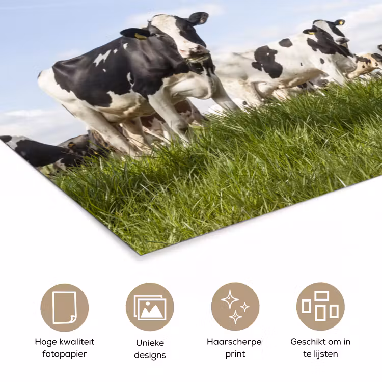 Poster - Koeien - Gras - Dieren - Zon - Boerderij — 5