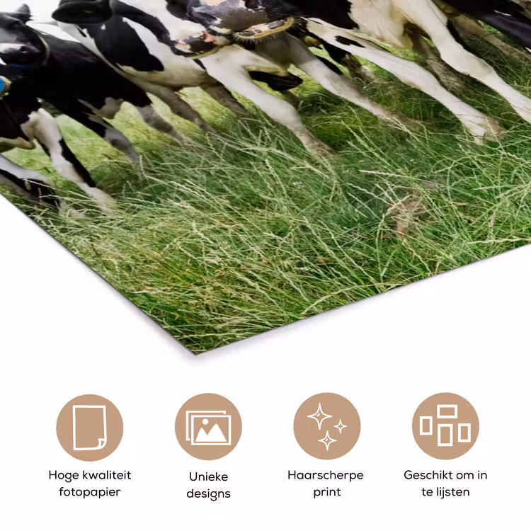 Poster - Koeien - Gras - Lente - Dieren - Weiland - Boerderij — 5