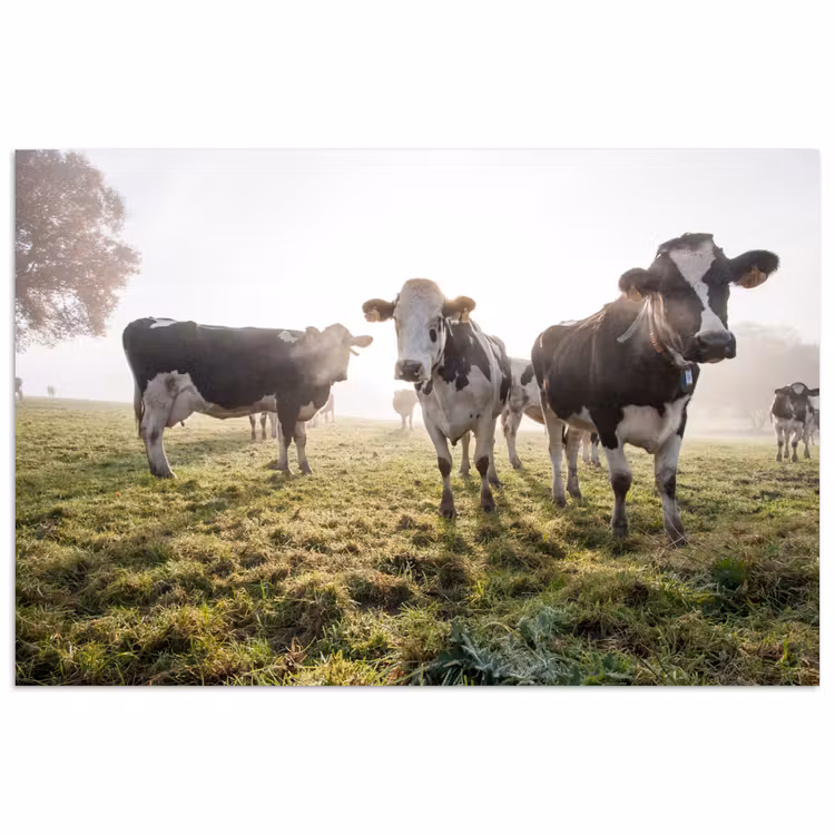 Poster - Koeien - Licht - Gras - Dieren — 1