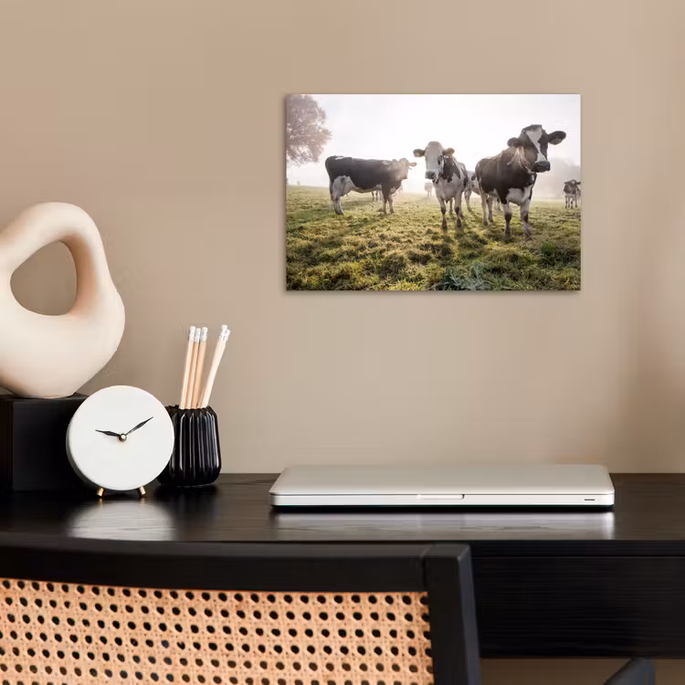 Poster - Koeien - Licht - Gras - Dieren — 2