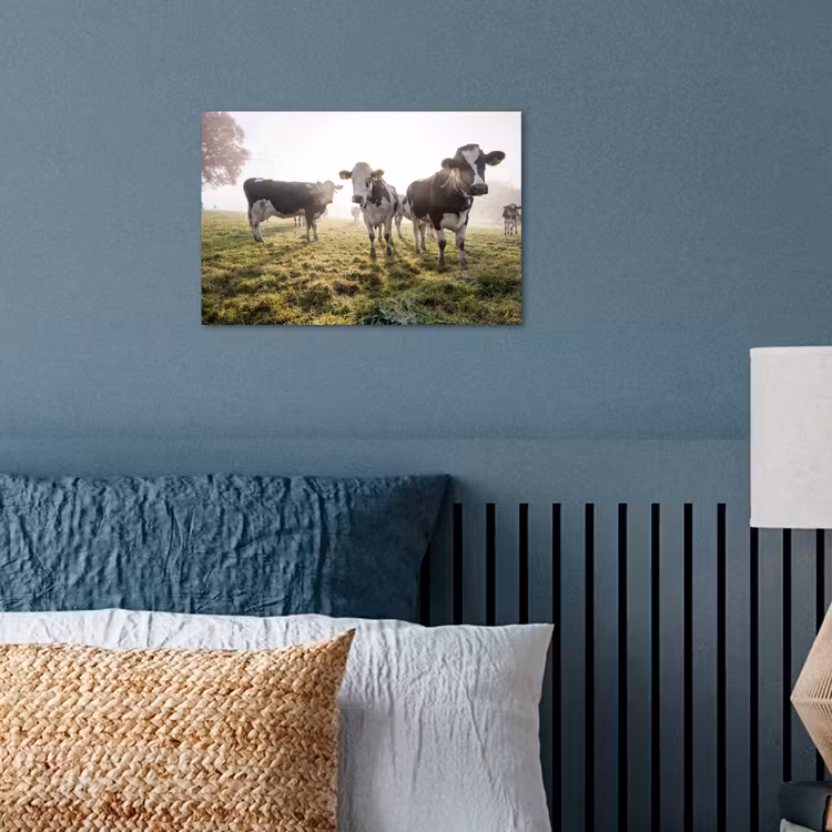 Poster - Koeien - Licht - Gras - Dieren — 3