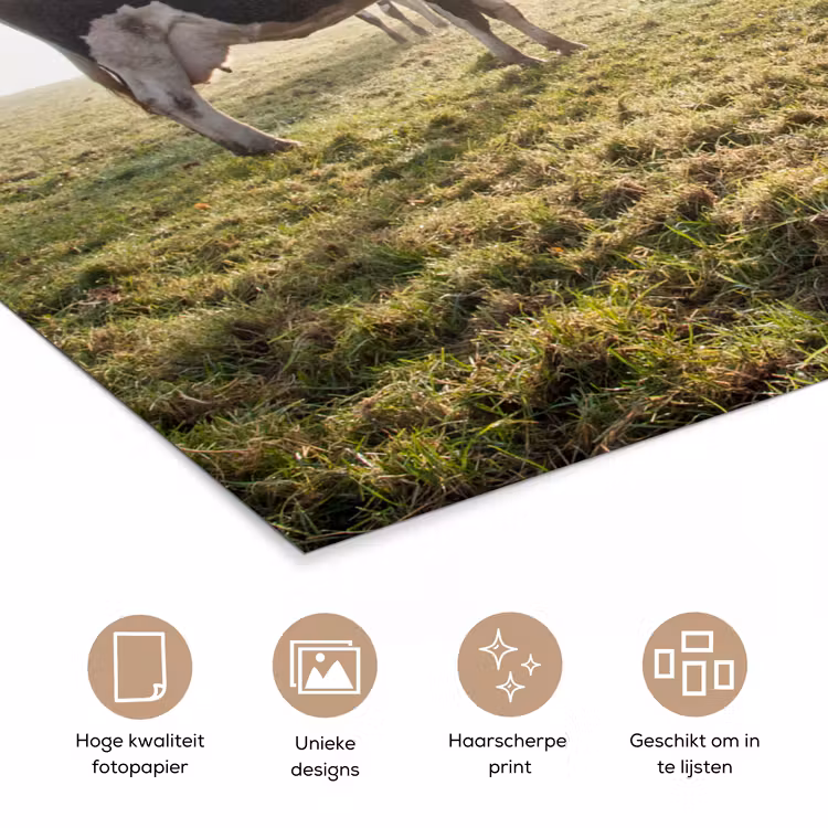 Poster - Koeien - Licht - Gras - Dieren — 5