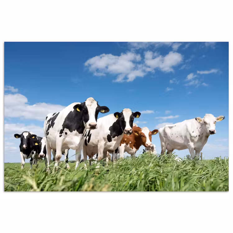 Poster - Koeien - Platteland - Weiland - Natuur - Dieren — 1