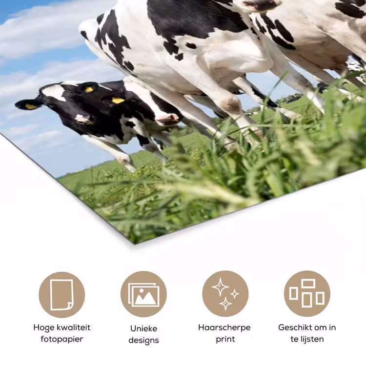 Poster - Koeien - Platteland - Weiland - Natuur - Dieren — 5