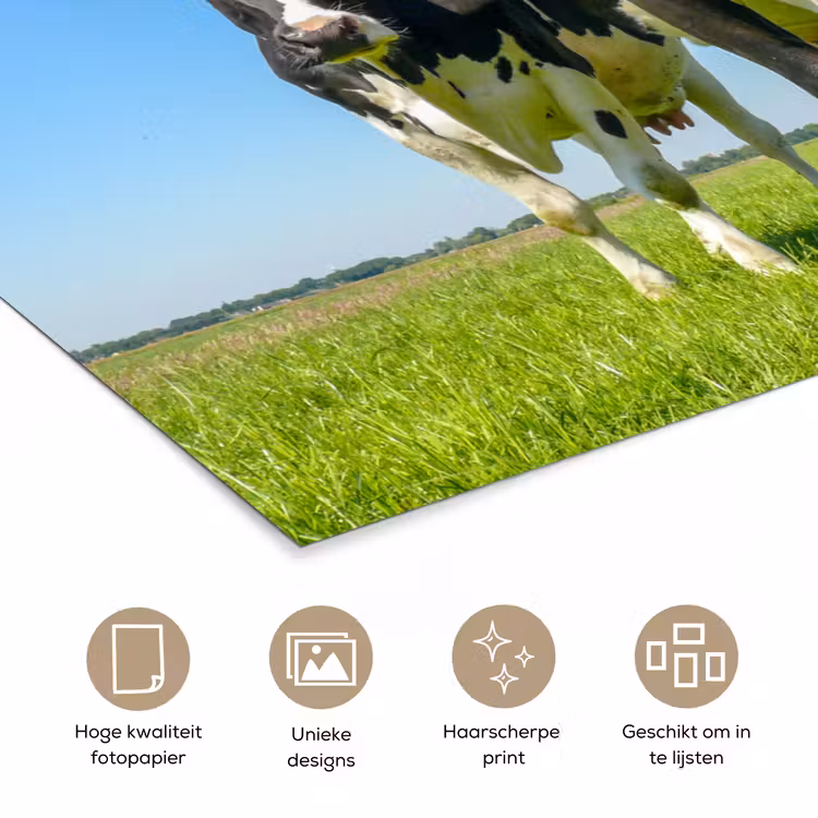 Poster - Koeien - Weiland - Gras - Dieren - Boerderij — 5