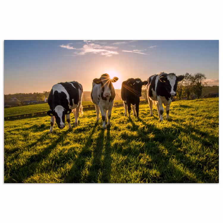 Poster - Koeien - Zon - Gras - Dieren - Boerderij — 1