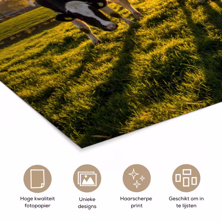 Poster - Koeien - Zon - Gras - Dieren - Boerderij — 5