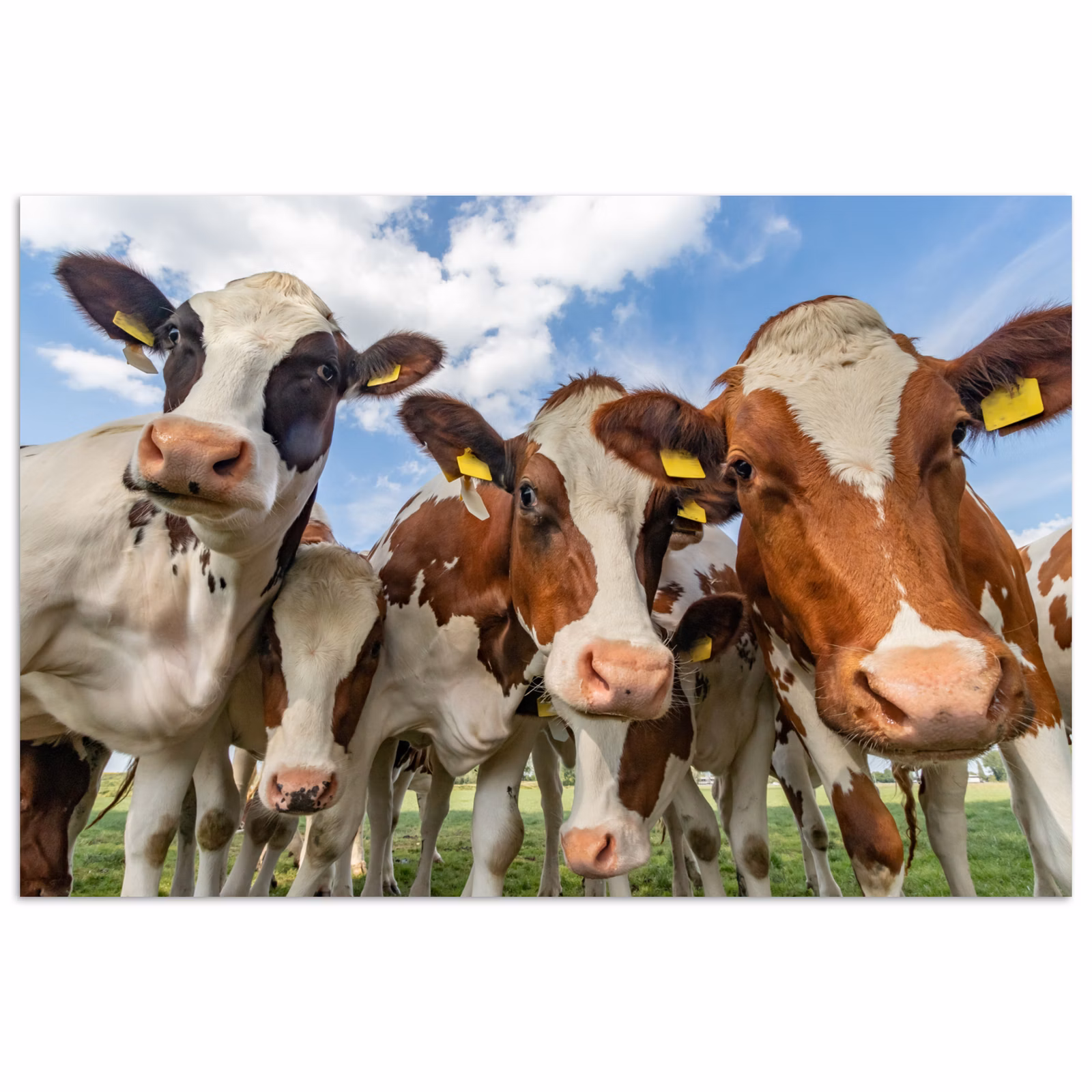 Poster - Koeien - Dieren - Weiland - Natuur — 1