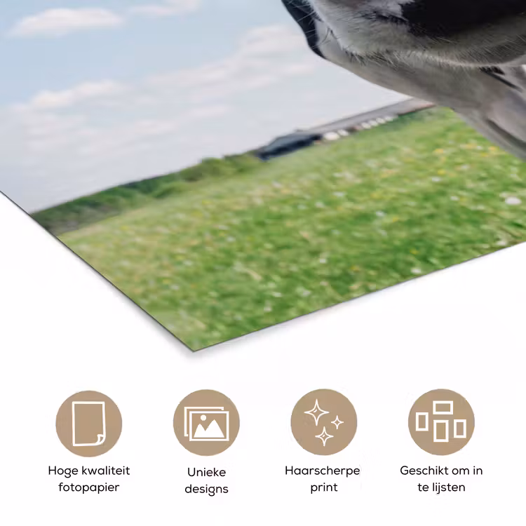 Poster - Koe - Weiland - Natuur - Dieren - Gras — 5