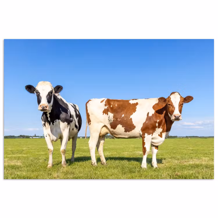 Poster - Koeien - Boerderij - Gras- Natuur - Dieren — 1