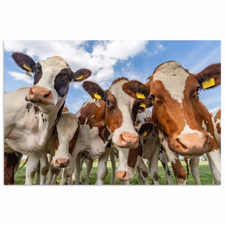 Poster - Koeien - Dieren - Weiland - Natuur — 1