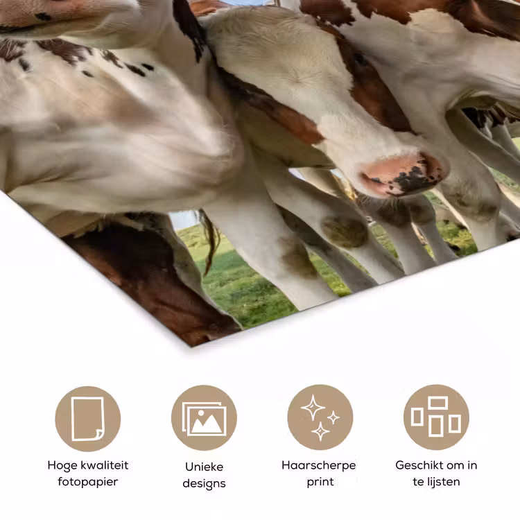 Poster - Koeien - Dieren - Weiland - Natuur — 5