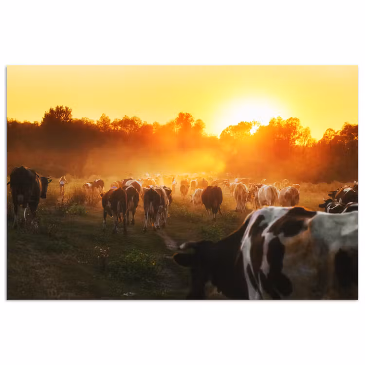 Poster - Koeien - Zonsondergang - Weiland - Dieren — 1