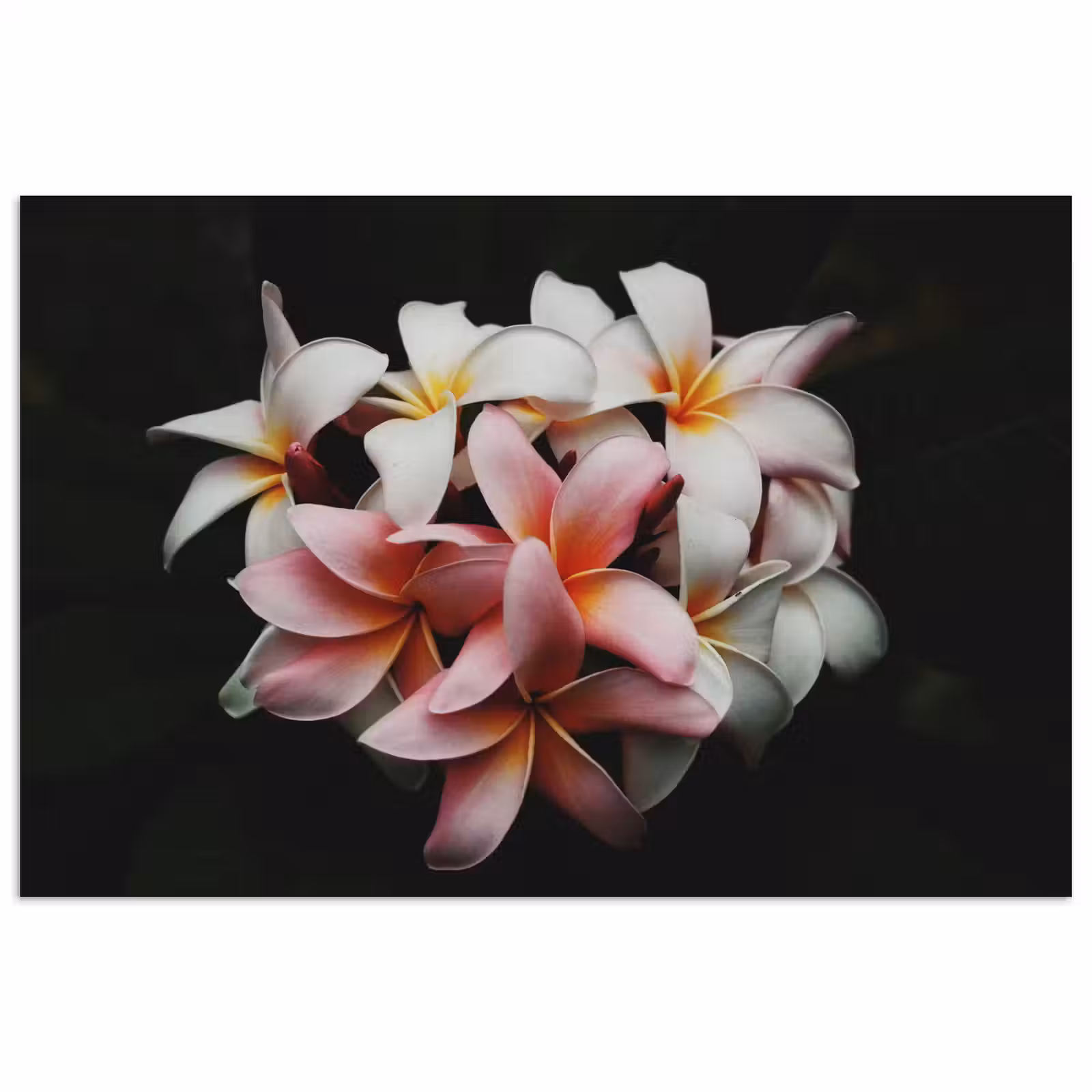 Poster - Bloemen - Roze - Zwart - Flora - Botanisch — 1