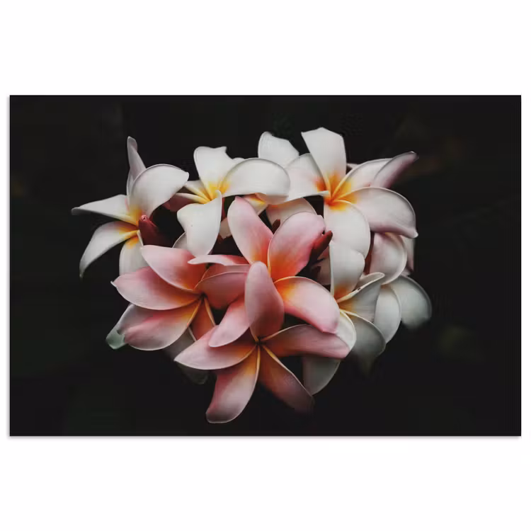 Poster - Bloemen - Roze - Zwart - Flora - Botanisch — 1