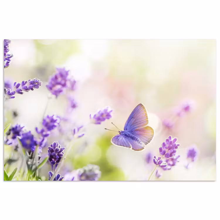 Poster - Lavendel - Vlinder - Bloemen — 1